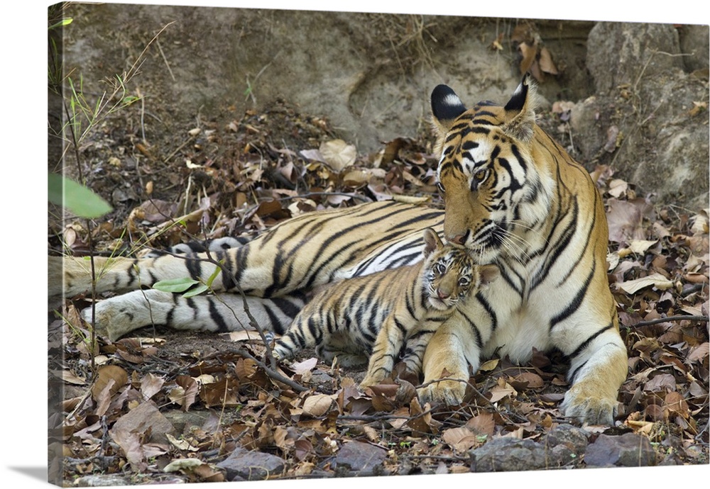Bengal Tiger.Panthera tigris .Mother and eight week old cub at den .Bandhavgarh National Park, India.*digitally removed fo...