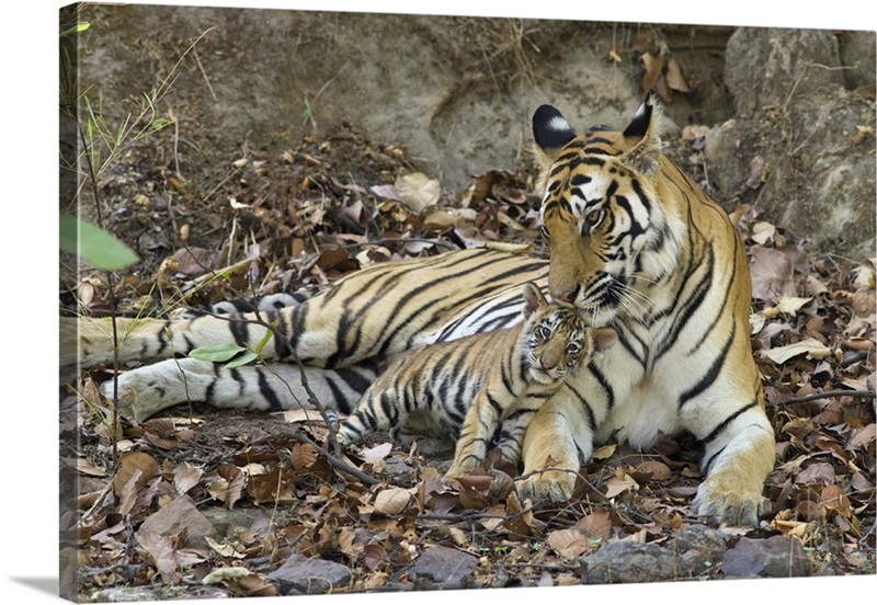 Tiger Mother and Cub | Poster