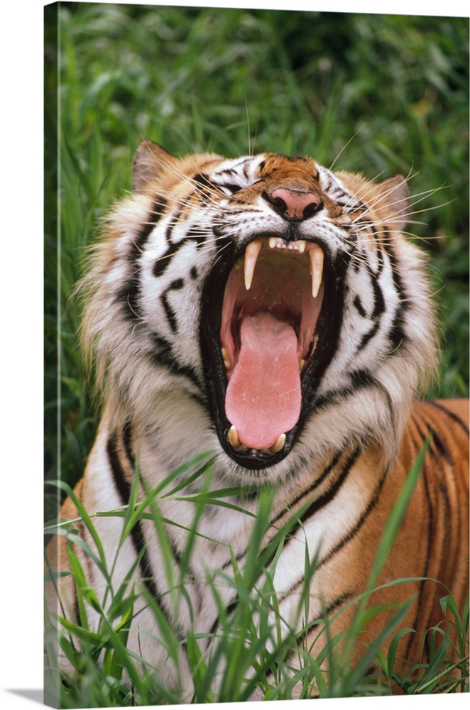 Bengal Tiger (Panthera tigris tigris) yawning, Hilo Zoo, Hawaii