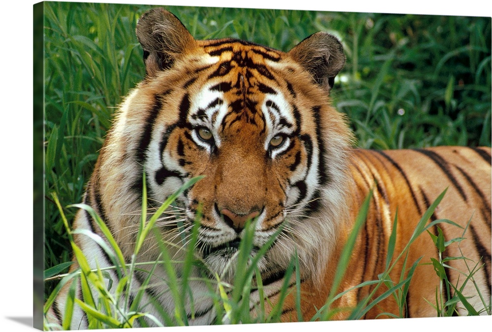 Big photograph taken of a large, striped feline sitting quietly in a field of high grass.