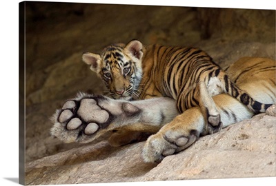 Bengal Tiger six week old cub on mother paw at den, Bandhavgarh National Park, India