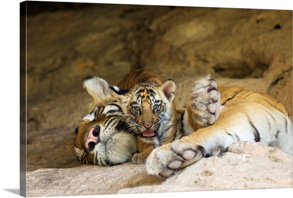 Bengal Tiger.Panthera tigris .6 week old cub on mother at den.Bandhavgarh National Park, India........