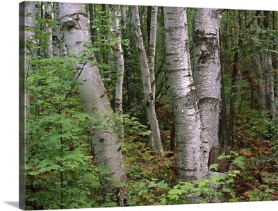 Birch forest, Pictured Rocks National Lakeshore, Michigan