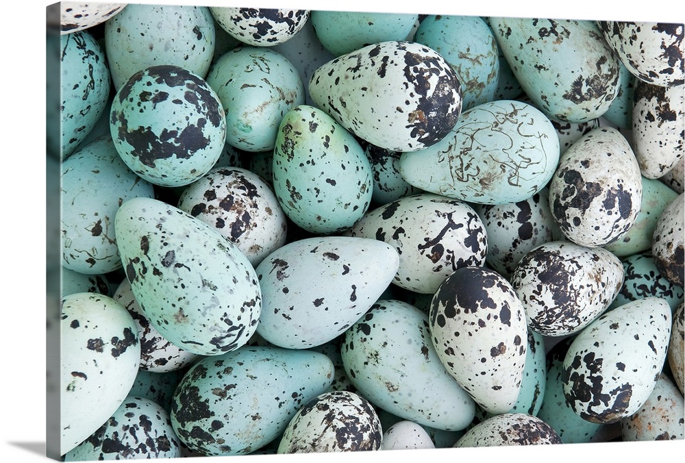 Bird Egg Tableau