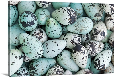 Bird Egg Tableau