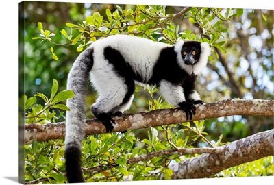 Black And White Ruffed Lemur in tree, Madagascar