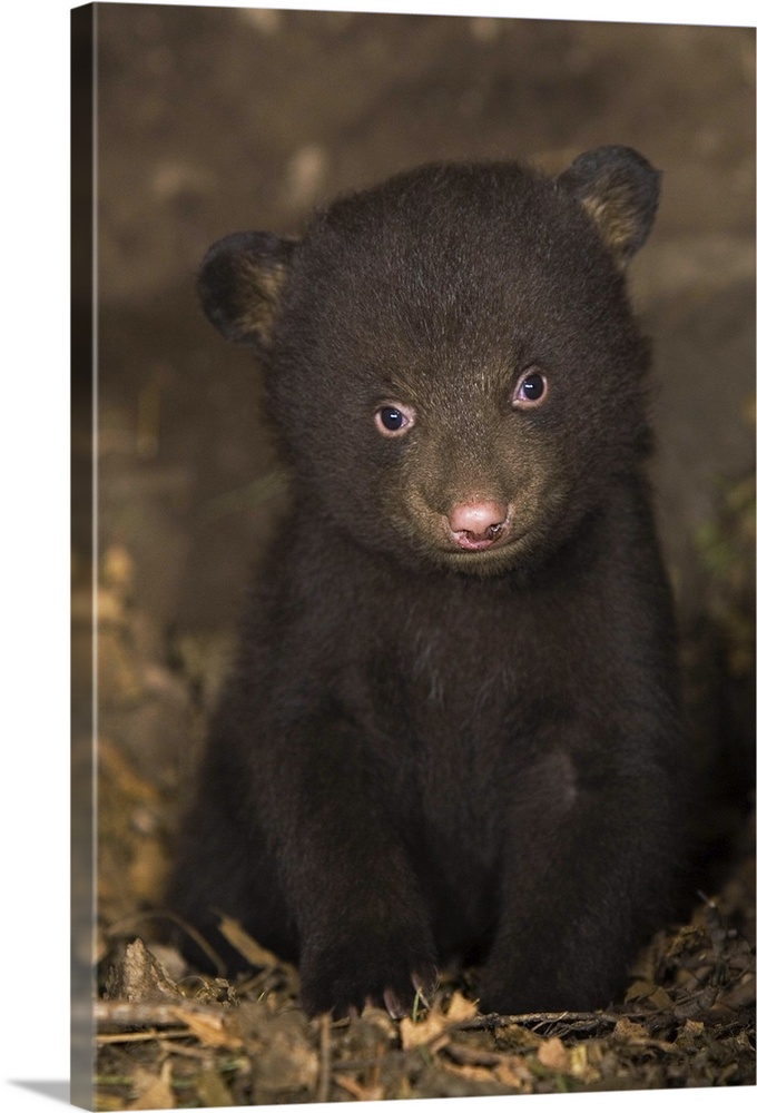 Black BearUrsus americanus7 week old cub (brown color phase) in den*Captive