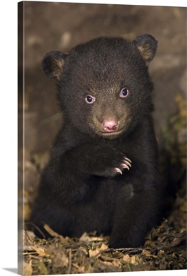 Black Bear (Ursus americanus) 7 week old cub in den
