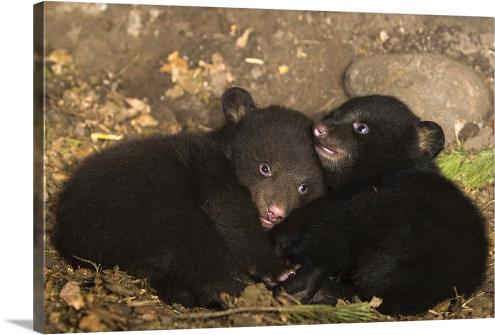 Black BearUrsus americanus7 week old cubs playing in denOne cub shows brown color phase while the other shows black color ...