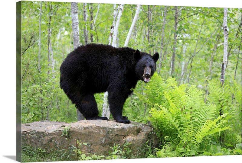 Black Bear (Ursus americanus) adult, standing on rock in woodland