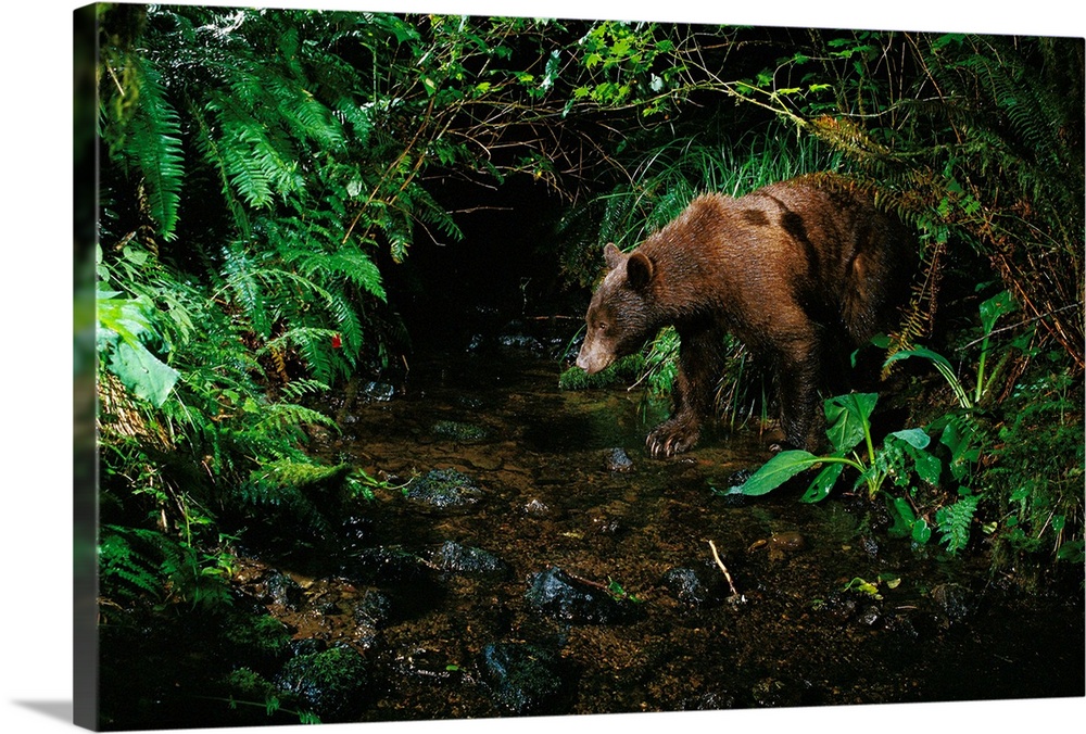 Black Bear (Ursus americanus) at night, Bonneville, Washington