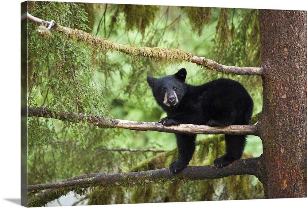 Black bear cub (Ursus americanus) seeking refuge in tree along Anan Creek, Tongass National Forest, Alaska