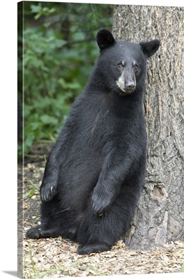 Black Bear (Ursus americanus) cub leaning against tree, Orr, Minnesota