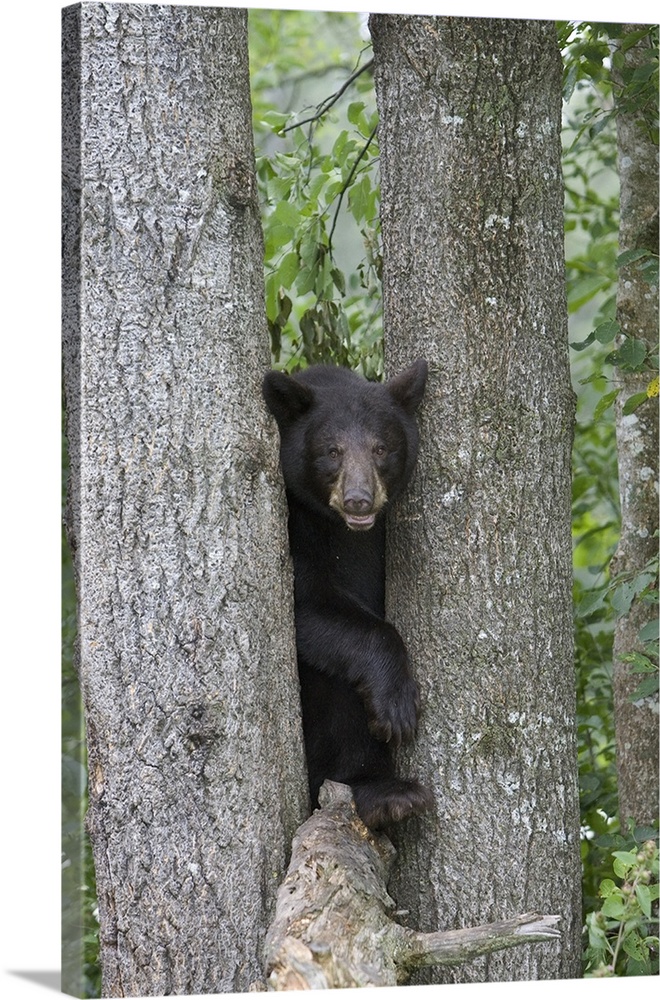Black Bear (Ursus americanus) juvenile male in tree, Orr, Minnesota