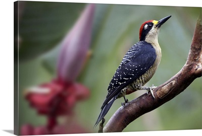 Black-cheeked Woodpecker (Melanerpes pucherani) male, Costa Rica