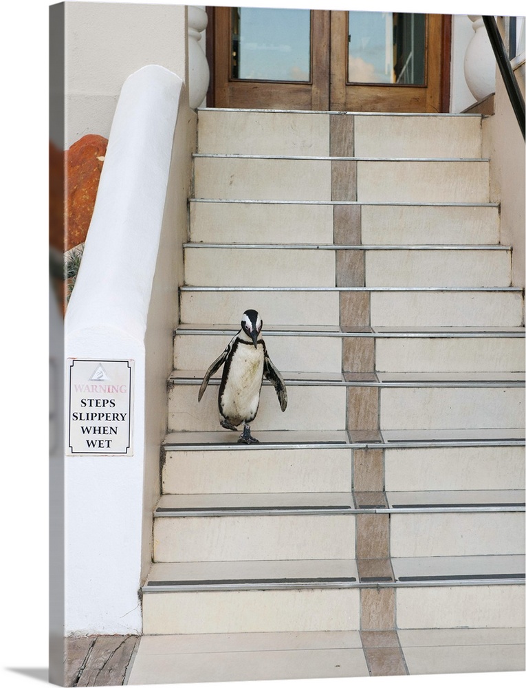 African Penguin (Spheniscus demersus) Wild, Boulders Beach Gueshouse steps, Cape Peninsula, South Africa  ENDANGERED