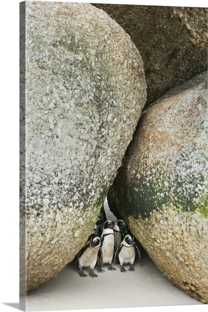 African Penguin (Spheniscus demersus) Wild, Boulders Beach, Cape Peninsula, South Africa  ENDANGERED