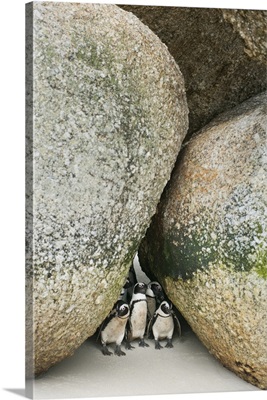Black-footed Penguin group between large boulders, Boulders Beach, South Africa