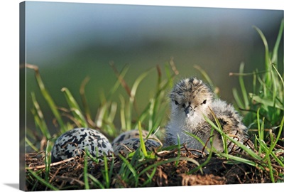 Black-winged Stilt newly hatched chick sits on nest with remaining eggs