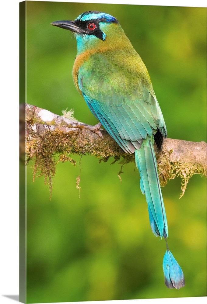 Blue-crowned Motmot (Momotus momota), Costa Rica Wall Art, Canvas Prints, Framed Prints, Wall ...