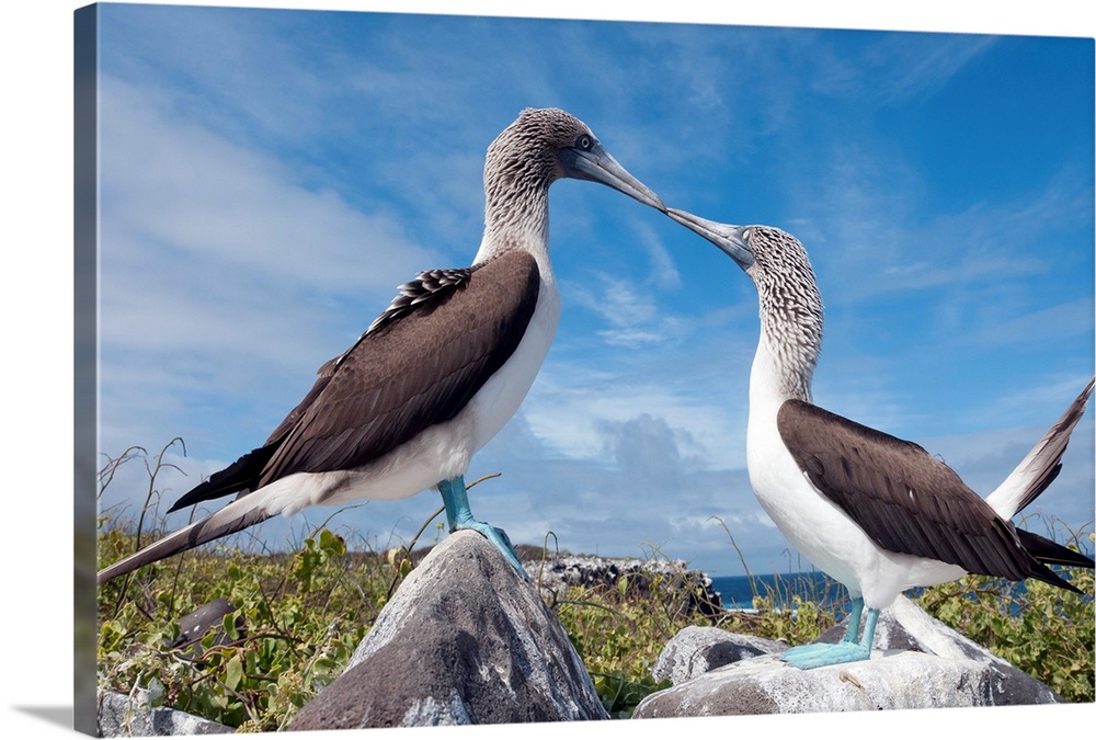 Beautiful Blue-footed Booby bird pair walking together Stock Photo - Alamy