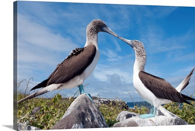 Blue-footed Booby pair in courtship dance, Galapagos Islands, Ecuador.