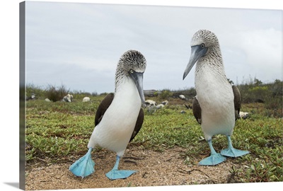 Blue-footed Booby pair in courtship dance, Santa Cruz Island, Galapagos Islands, Ecuador
