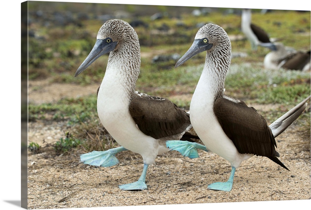 Blue-footed Booby pair in courtship dance, Santa Cruz Island