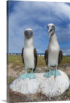 Blue-footed Booby pair, Santa Cruz Island, Galapagos Islands, Ecuador