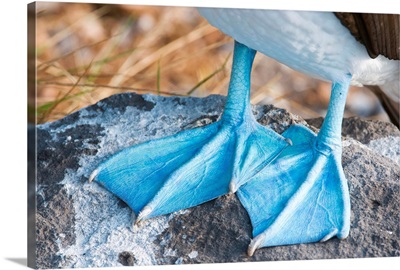 Blue-footed Booby (Sula nebouxii) feet, Galapagos Islands, Ecuador