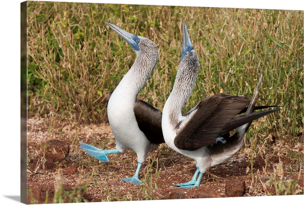 Blue-footed Booby (Sula nebouxii) pair in courtship dance, Galapagos Islands, Ecuador