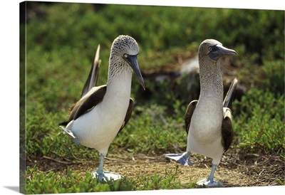 Blue-footed Booby (Sula nebouxii) pair performing courtship dance