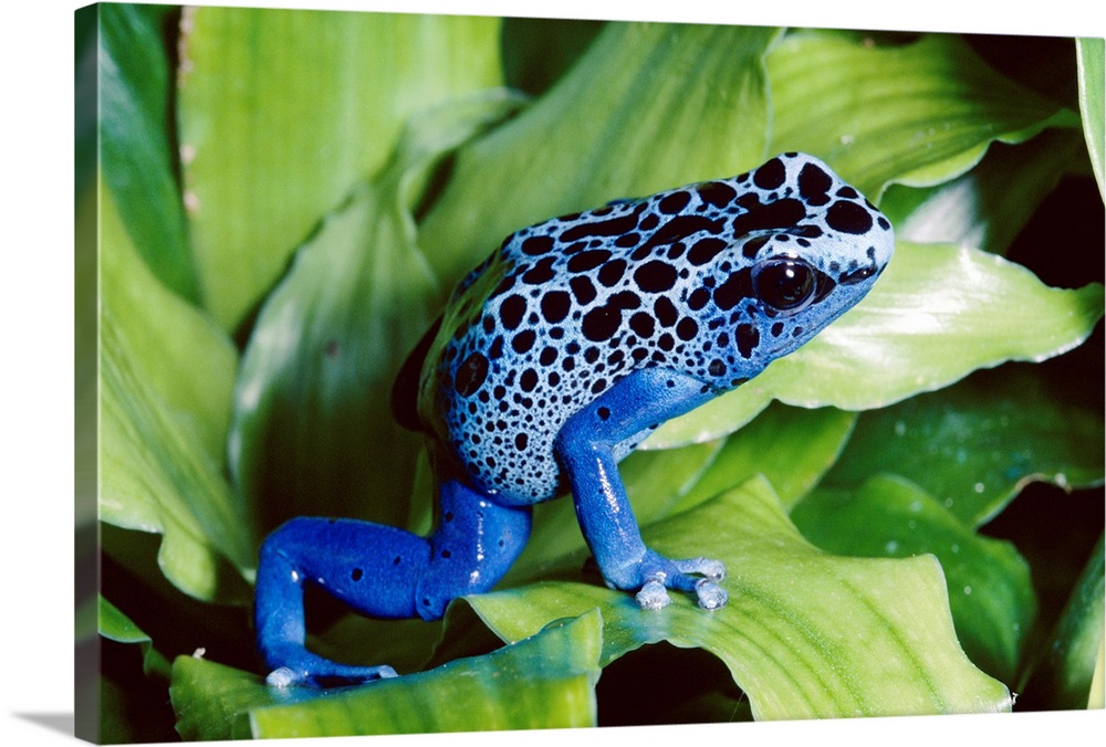 Blue Poison Dart Frog (Dendrobates azureus) very tiny frog used by Indian tribes to poison tips of arrows, native to South...