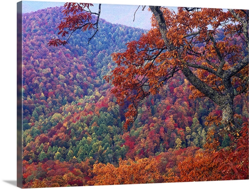 Blue Ridge Range with autumn deciduous forest, near Buck Creek Gap ...