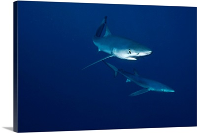 Blue Shark (Prionace glauca) pair underwater, California
