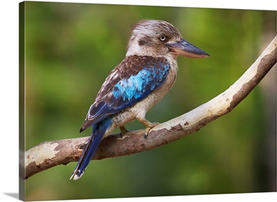 Blue-winged Kookaburra, Magnetic Island, Queensland, Australia