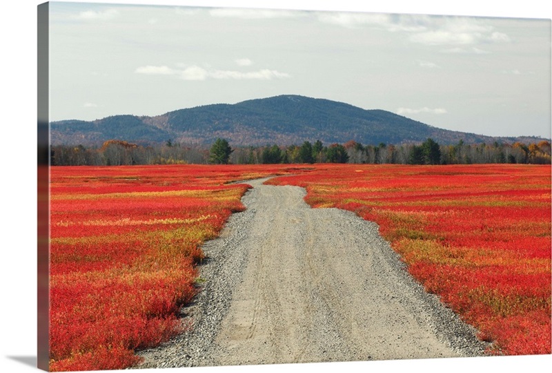 Blueberry field and road in autumn, Deblois, Maine Great Big Canvas
