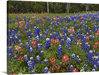 Bluebonnet and Paintbrush meadow, Cedar Hill State Park, Texas