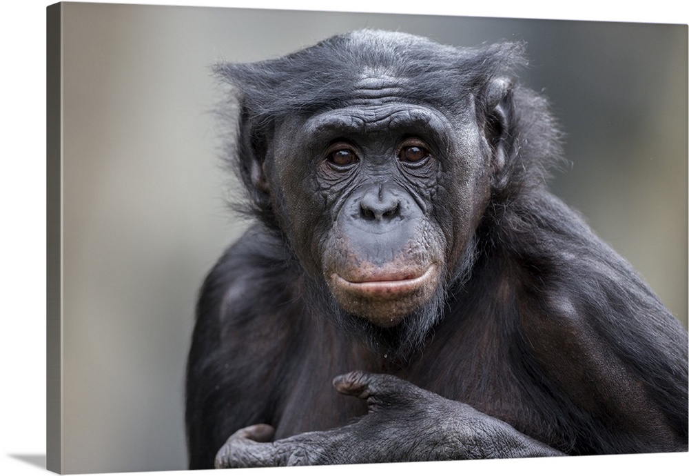 Bonobo, native to Africa