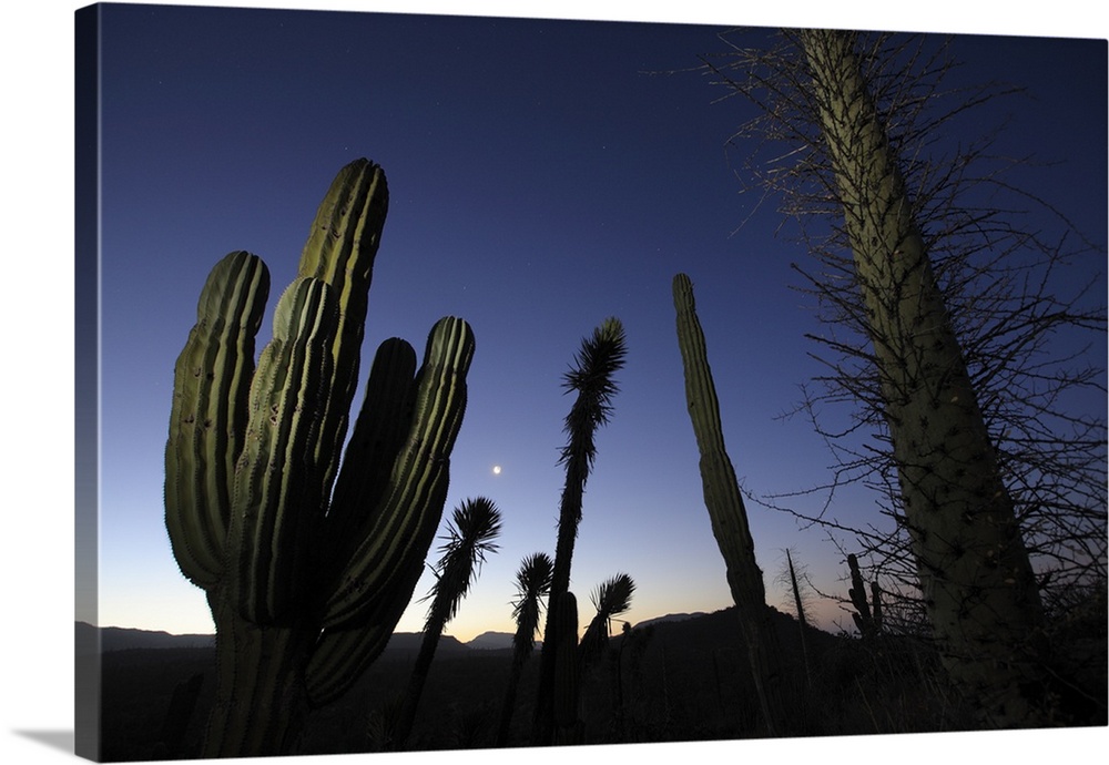 Boojum / Fouquiera columnaris and Elephant cactus / Pachycereus pringlei and Datilla / Yucca validaBy night with the moon ...