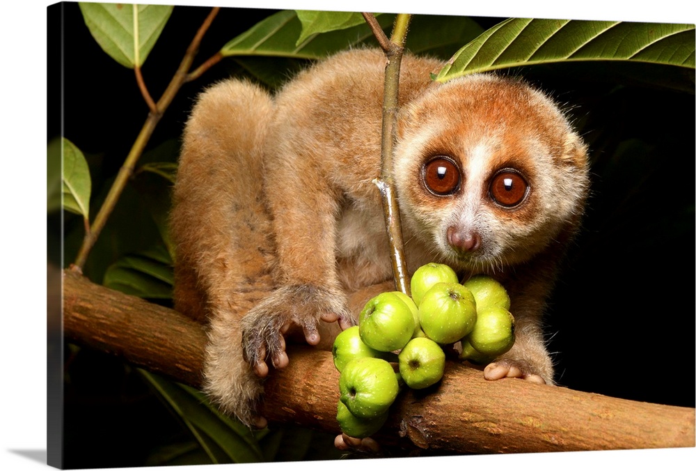Nycticebus menagensis. One of four species of Slow Loris found in Borneo. All Slow Loris are nocturnal arboreal primates w...