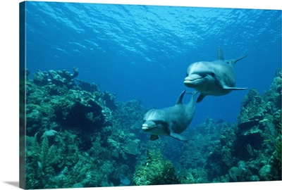 Bottlenose Dolphin pair