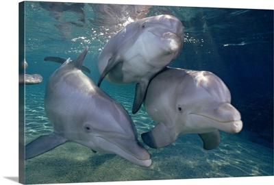 Bottlenose Dolphin trio underwater, Waikoloa Hyatt, Hawaii