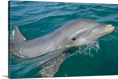 Bottlenose Dolphin (Tursiops truncatus) portrait, Honduras