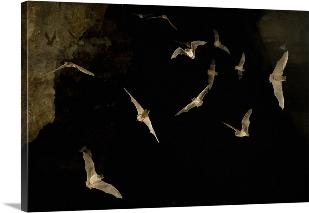 Mexican free-tailed bats (Tadarida brasiliensis) emerge from James Eckert bat cave at dusk. Several exposures from an auto...