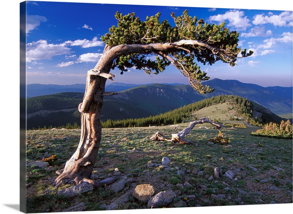 Bristlecone pine, Mt Evans, Colorado
