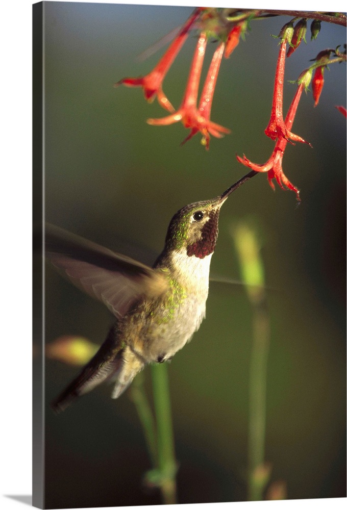 Broad-tailed Hummingbird feeding on Scarlet Gilia flowers, New Mexico
