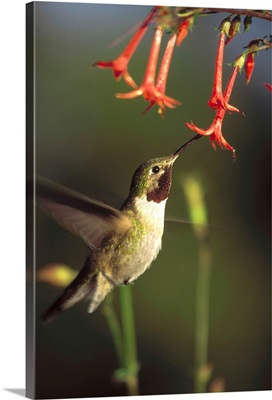 Broad-tailed Hummingbird feeding on Scarlet Gilia flowers, New Mexico