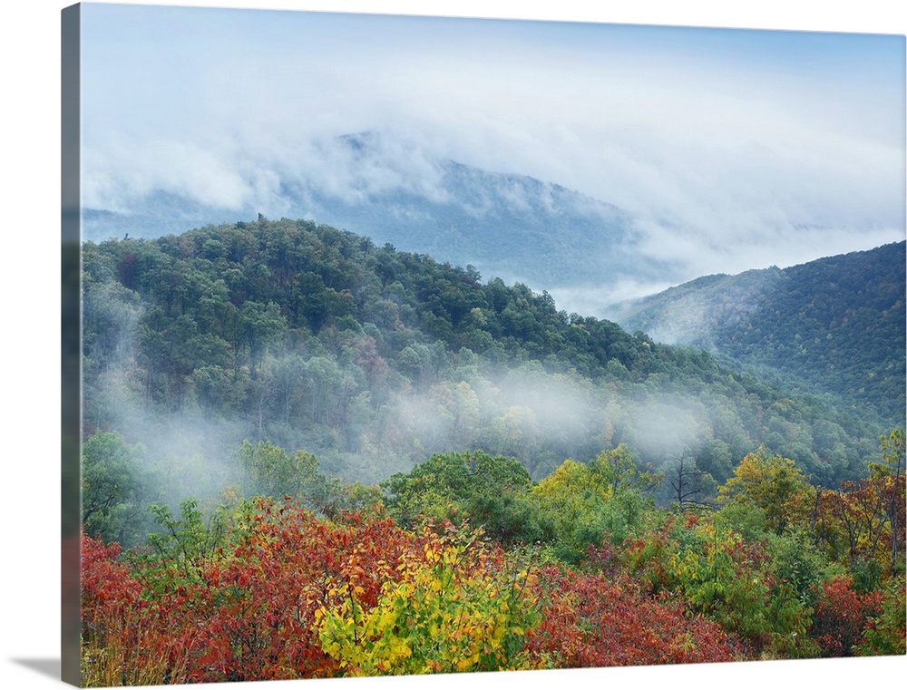 Large photo on canvas of mountains covered in fall foliage with fog descending upon them.