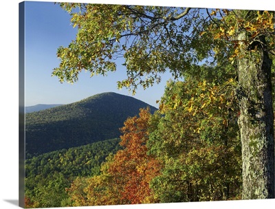 Broadleaf forest in fall colors Shenandoah National Park, Virginia